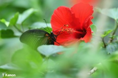 赤い花に黒い蝶