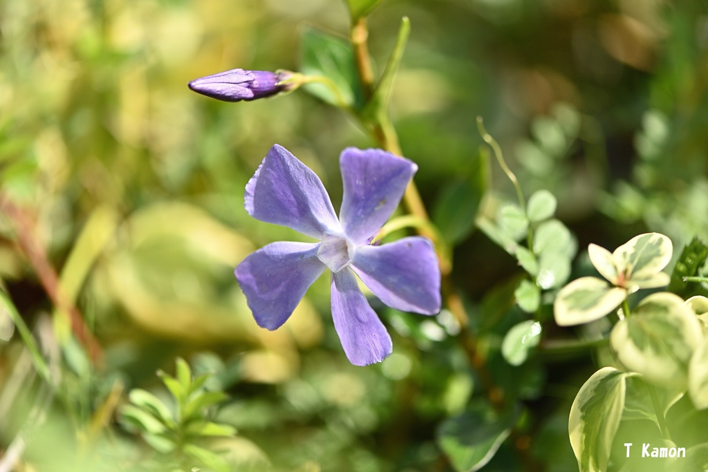 雑草の中　開花を待つ