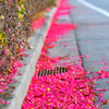 ピンクの道