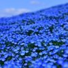 ネモフィラ・ブルー