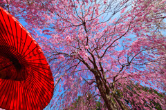 しだれ桜と野点傘②