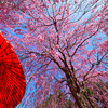しだれ桜と野点傘②
