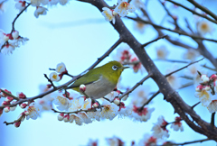 春を告げる鳥