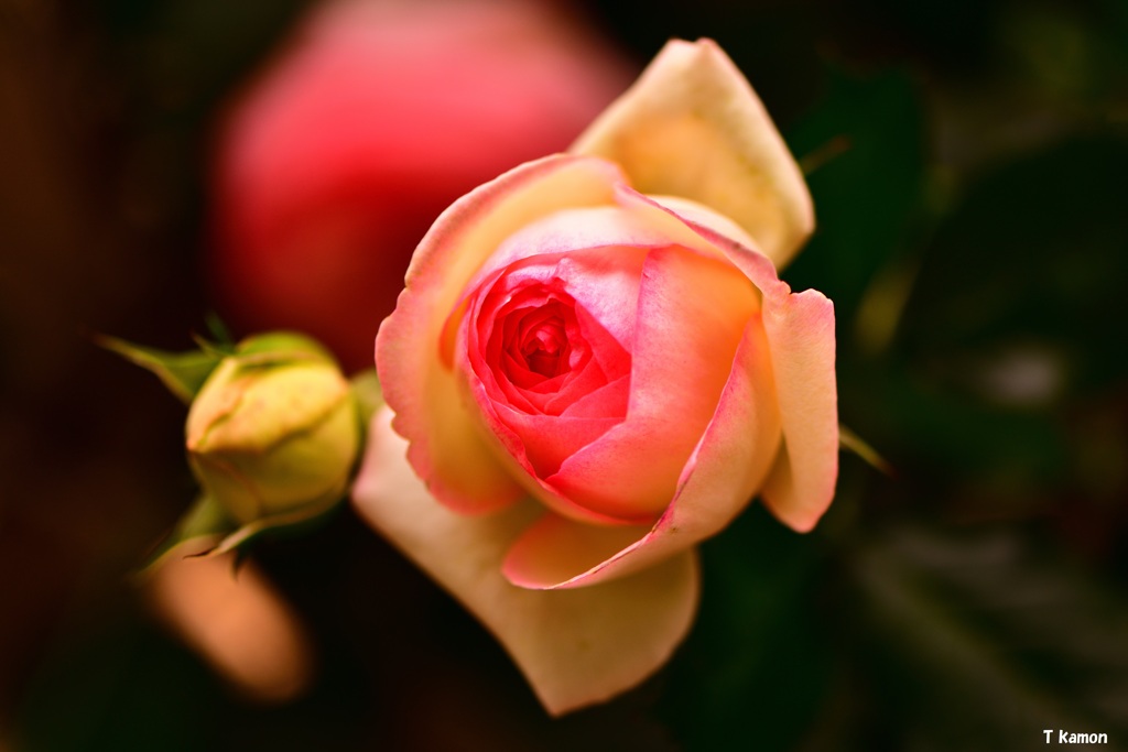 ピェール・ドゥ・ロンサール