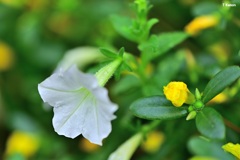 白い可憐な花