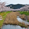 川辺の桜