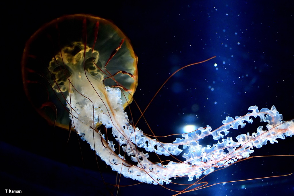 アカクラゲ