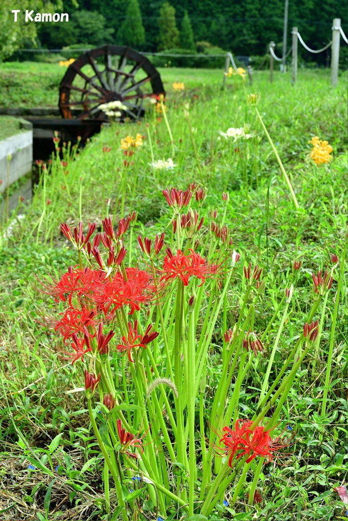 風車と曼殊沙華