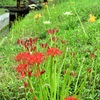 風車と曼殊沙華