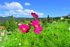 秋色の空に大春車菊