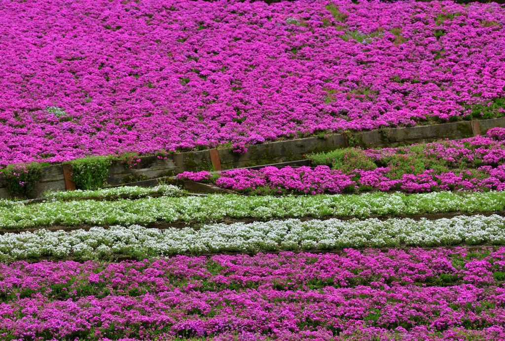 芝桜の小道