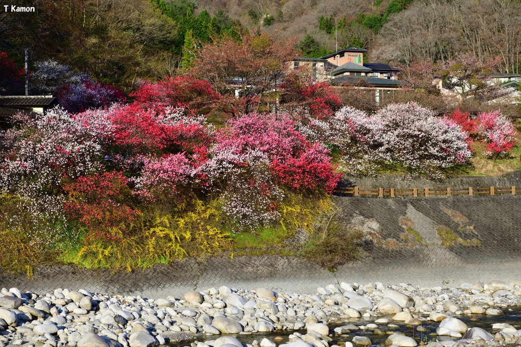 昼神温泉の花桃①