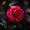 紅
