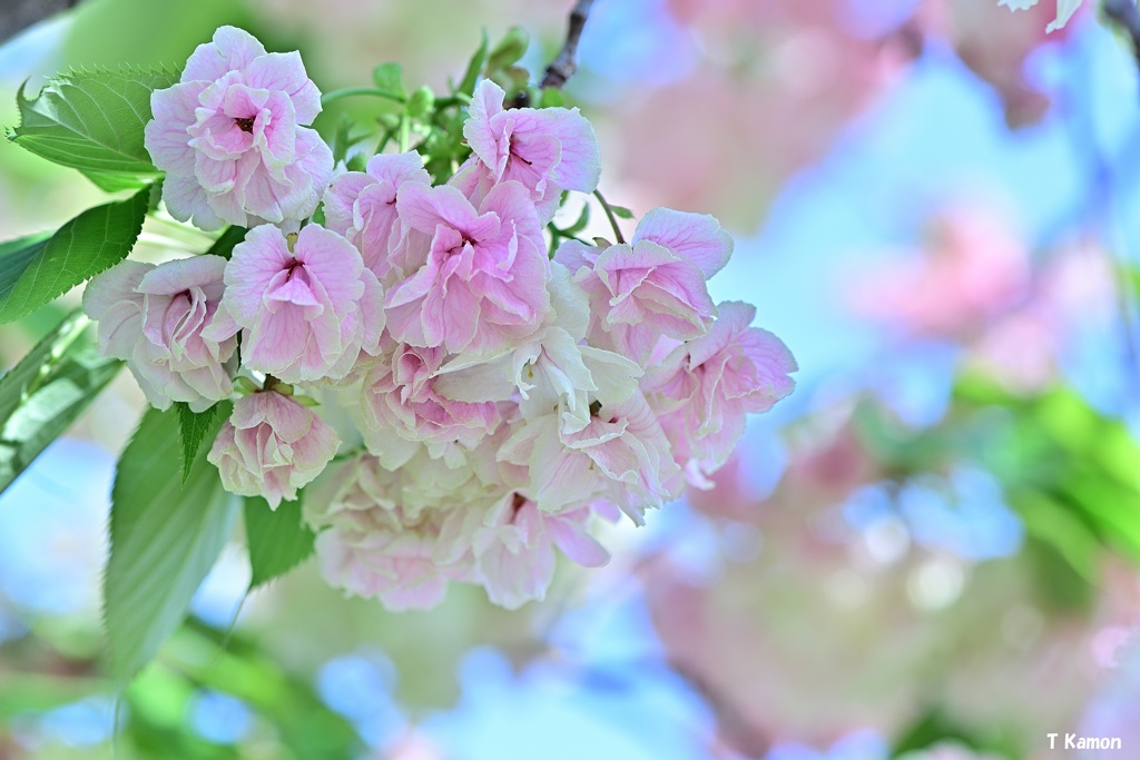 鬱金桜
