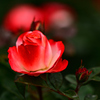 Red rose ③