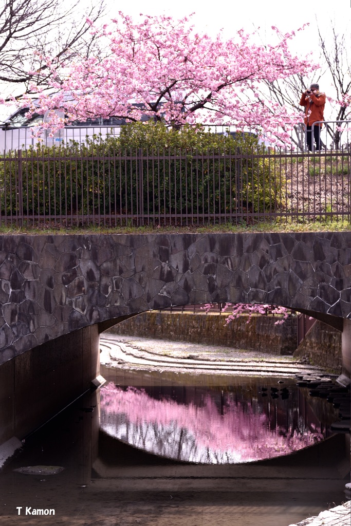 河津桜とカメラマン③
