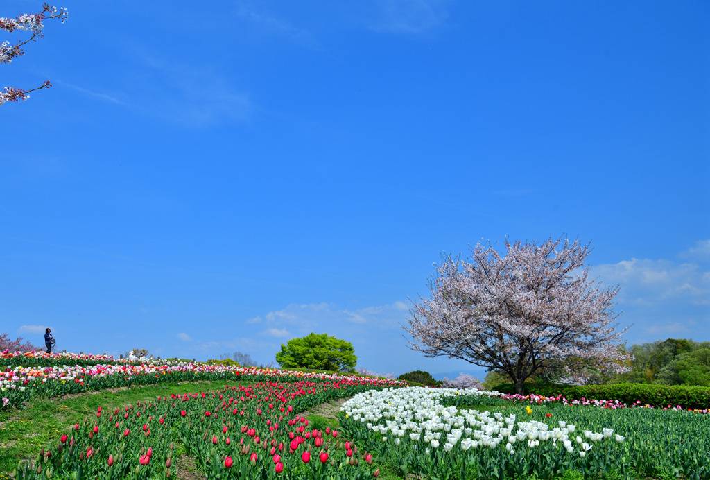 青い空と丘陵公園