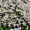 華の下で