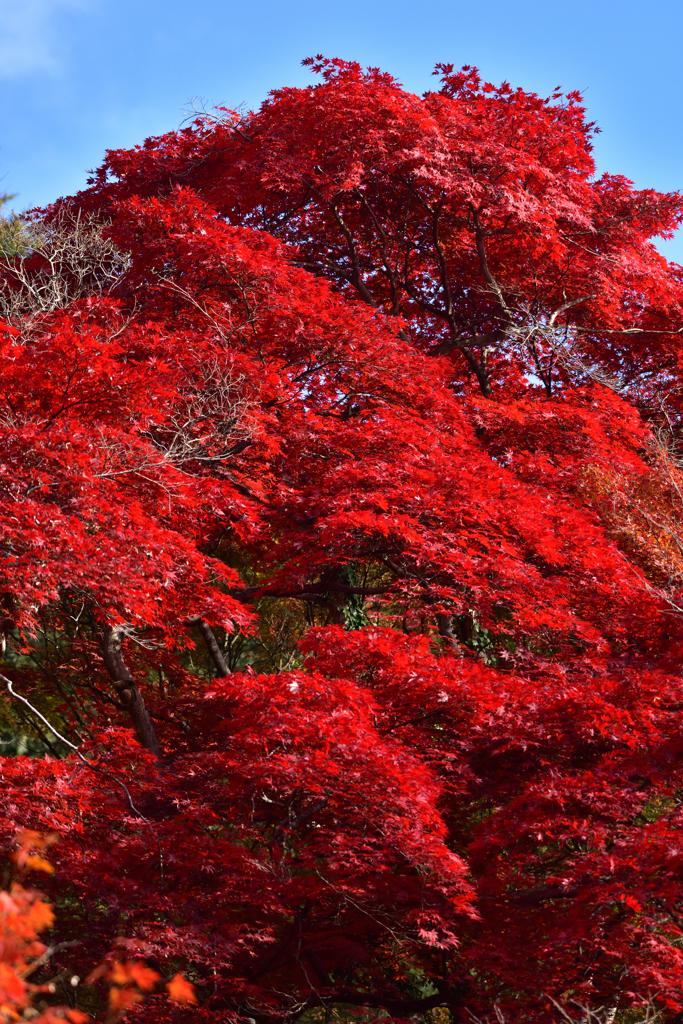 赤く燃える木(紅葉の風景④)