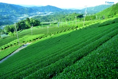 茶源卿めぐり①