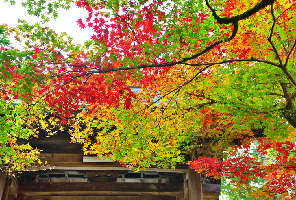 グラデーション