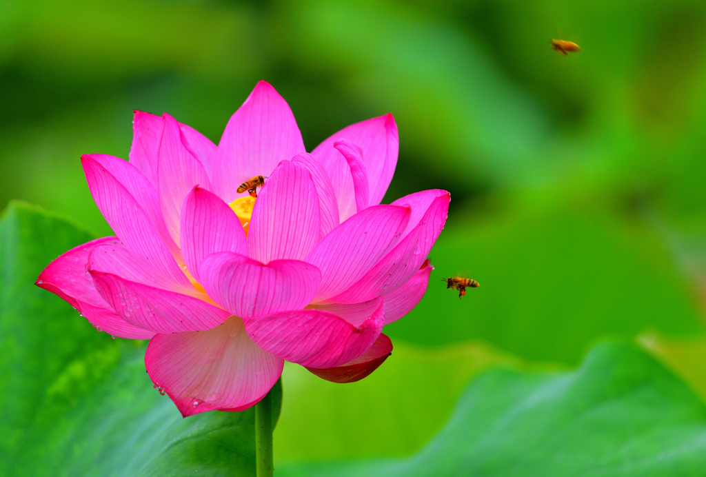 花粉団子