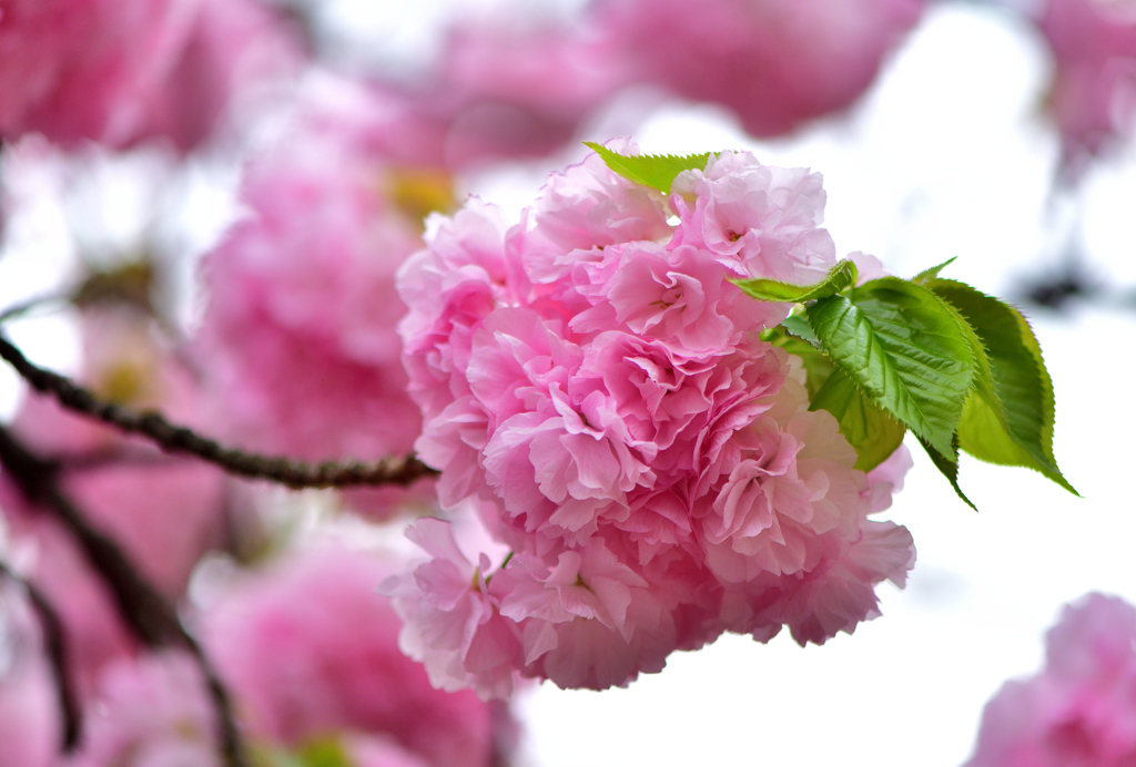 八重桜の宝庫