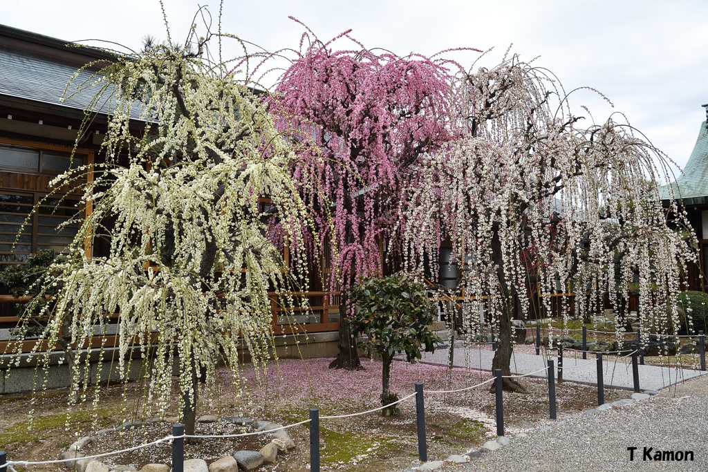 結城神社の枝垂れ梅①めでたい紅白