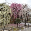 結城神社の枝垂れ梅①めでたい紅白