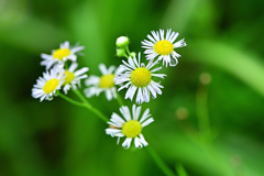 夏の終わりの高原の草花③