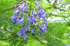 ジャカランダの花②