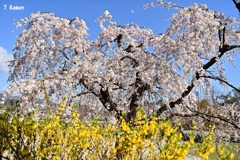 2019桜～西宮震災公園②