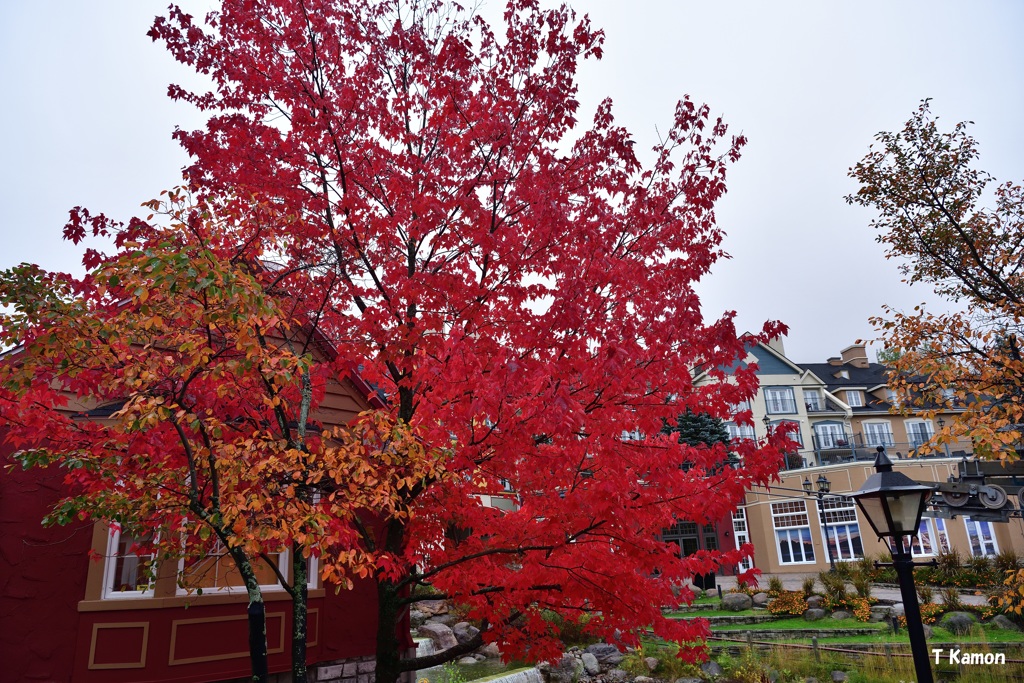 カナダで見つけた紅葉②