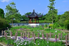 花菖蒲の公園