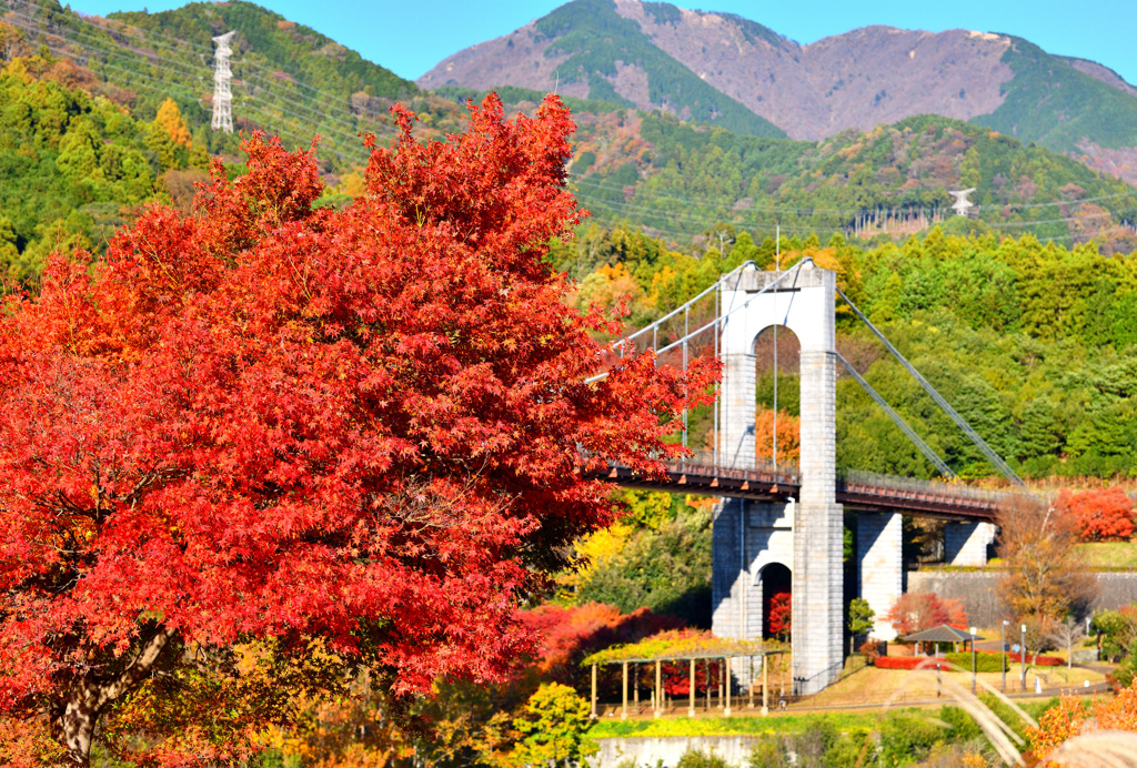 紅葉と吊り橋