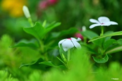 白い花