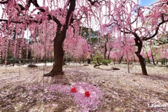 結城神社の枝垂れ梅③椿の花