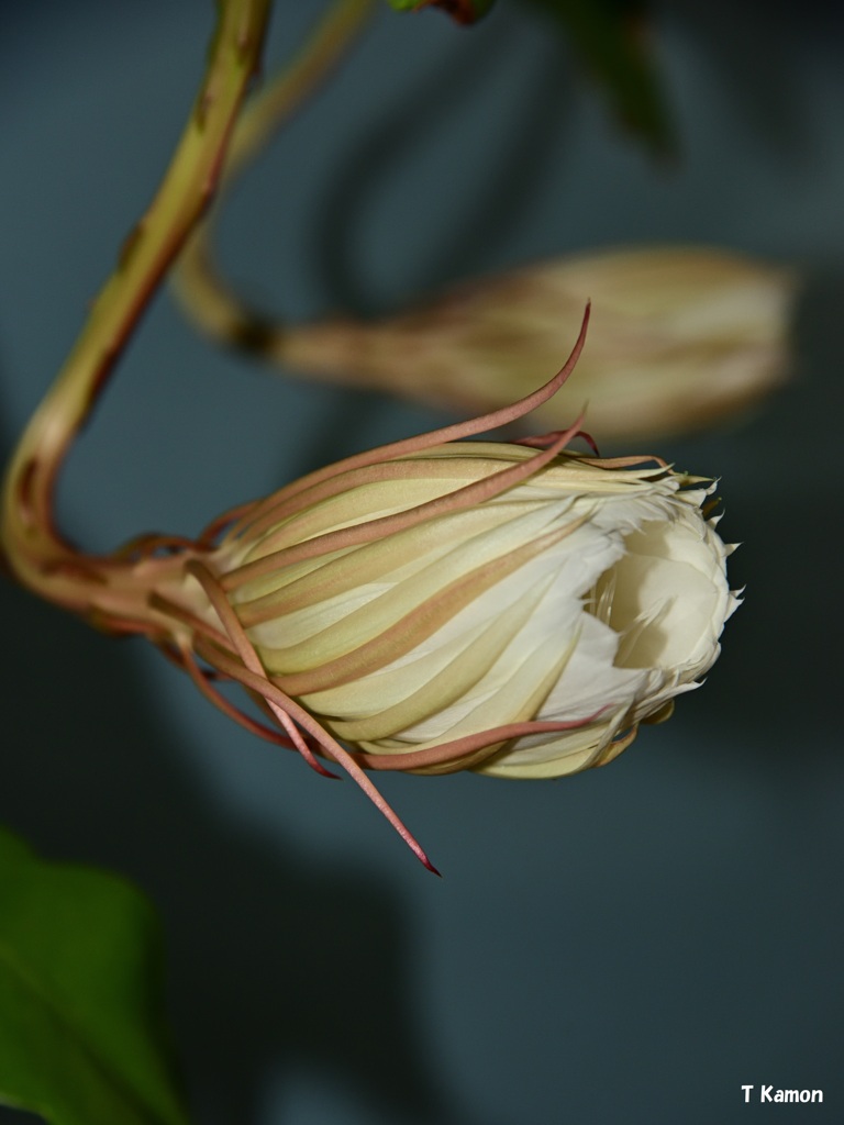 再び月下美人の花が咲きました①