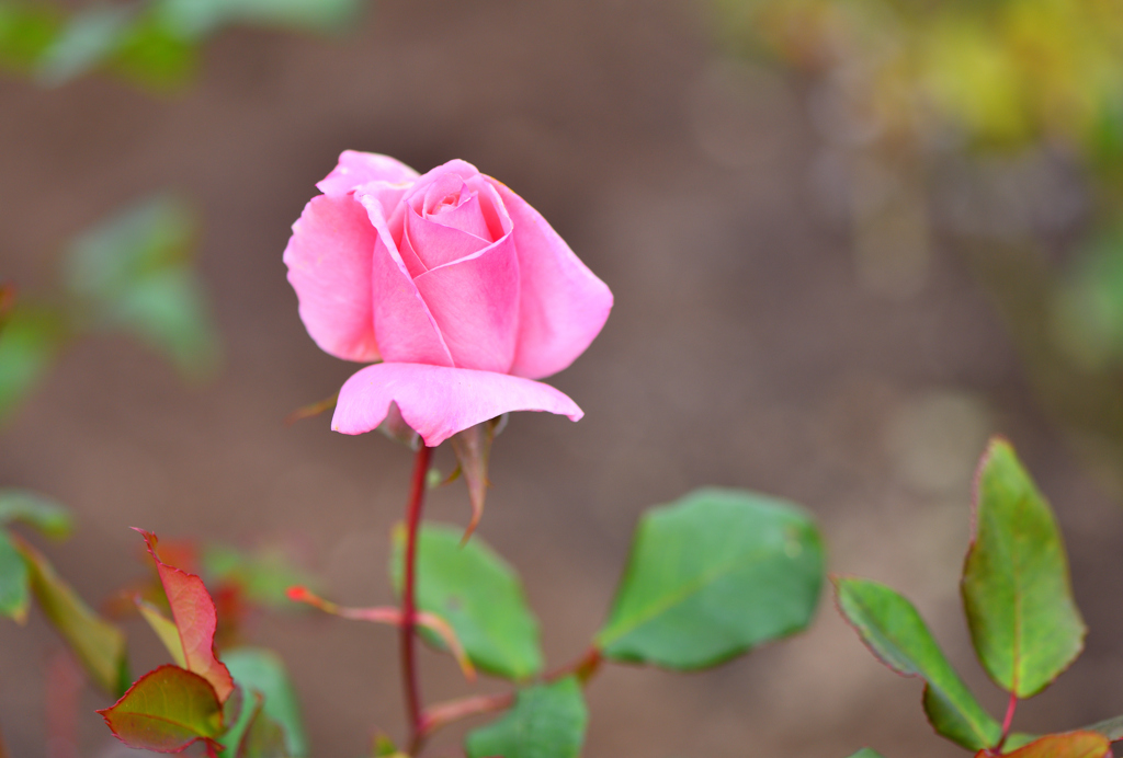 冬の薔薇➑～プリンセス・アイコ～