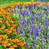 公園の花畑