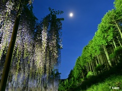九尺藤と森と月