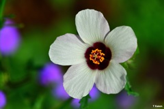 銀銭花
