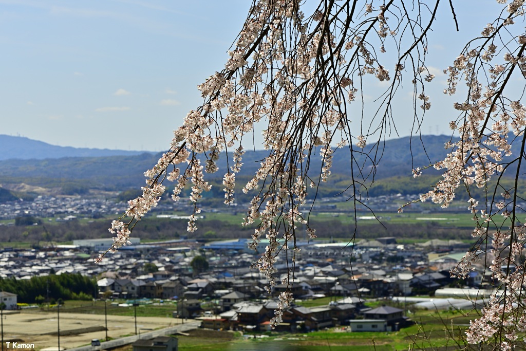枝垂れ