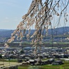 枝垂れ