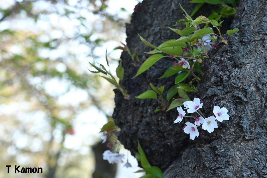 五稜郭公園の桜①