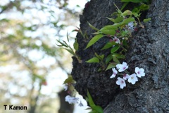 五稜郭公園の桜①