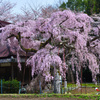 西光寺のしだれ桜④