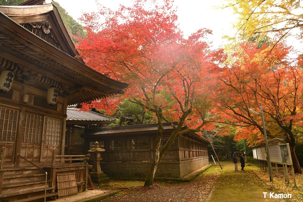 霧と養父神社