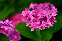 墨田の花火