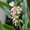 雨に濡れた月桃の花～沖縄の花②